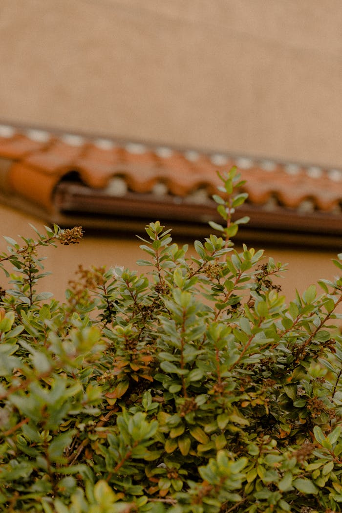 services-04 Close-up of lush green foliage with traditional clay roof tiles in the background.