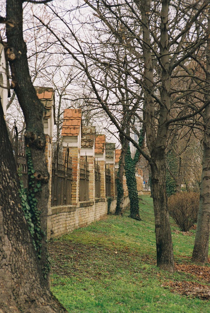 services-05 Serene park with bare trees and a brick wall perfect for a peaceful backdrop.